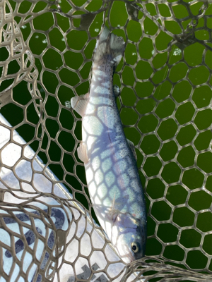 エリアトラウト