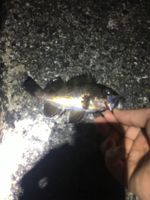 泉南メバリング