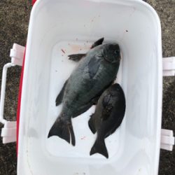 すさみで磯釣り