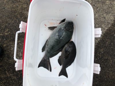 すさみで磯釣り