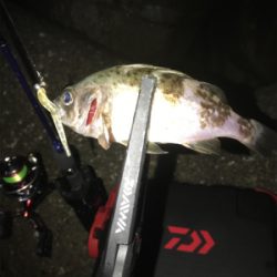 アジングのつもりが…