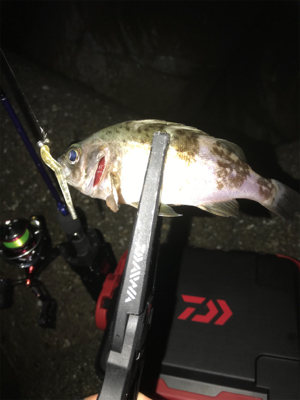 アジングのつもりが…