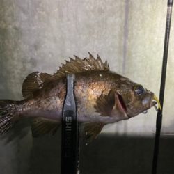 釣れないことを楽しむ。