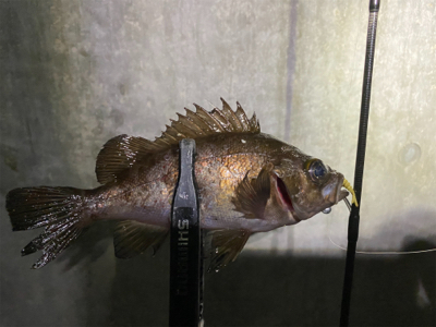 釣れないことを楽しむ。