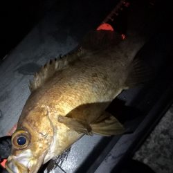 神戸西エリア良型赤メバル