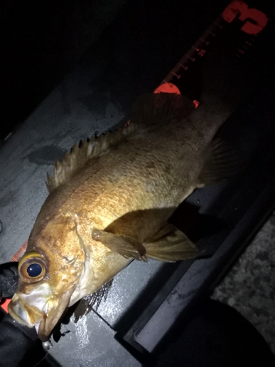 神戸西エリア良型赤メバル