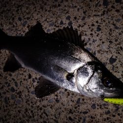 メバル留守中はシーバス