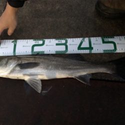 グッドサイズ シーバス!