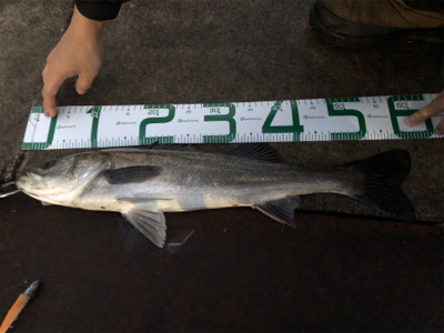 グッドサイズ　シーバス！