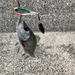 スピンテールジグで、ヒラセイゴゲット！！