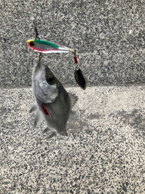 スピンテールジグで、ヒラセイゴゲット！！