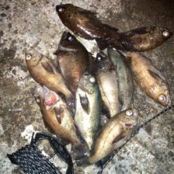 メバルプラッギング