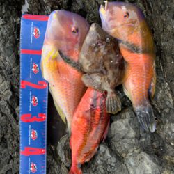 由良半島 磯フカセ釣り