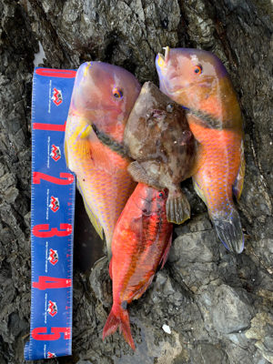 由良半島 磯フカセ釣り