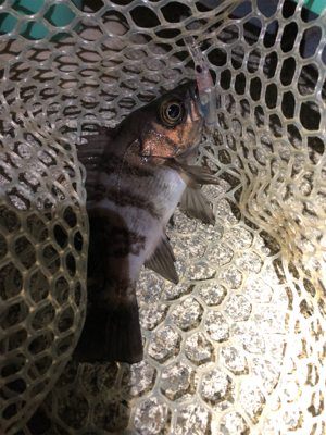 プラッキングメバル