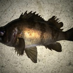 2021ライトゲーム第6戦