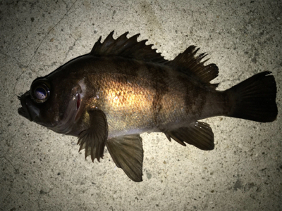 2021ライトゲーム第6戦