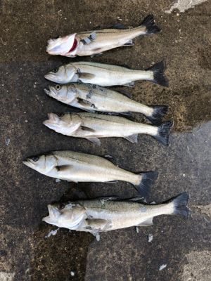 朝マヅメからエビ撒き