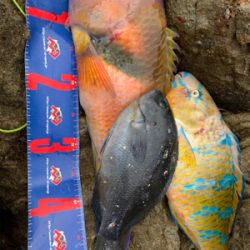 愛南町 磯フカセ