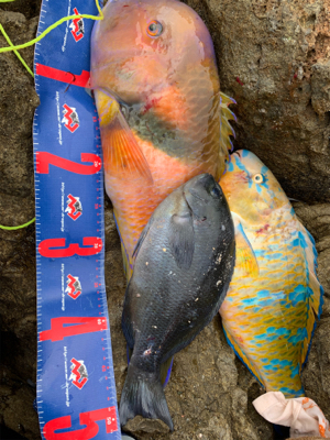 愛南町 磯フカセ