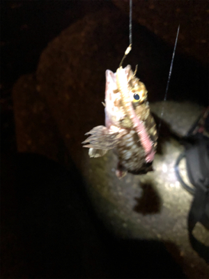 なかなか乗せられず…