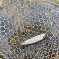 黒保根渓流フィッシング