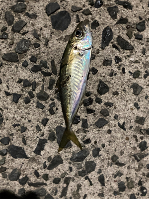 今年初のナイトアジング！！