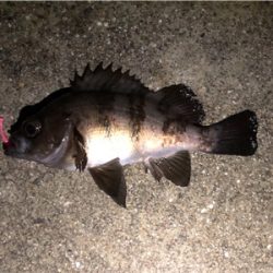 雑賀崎アジングからの煙樹ヶ浜ショアジギング