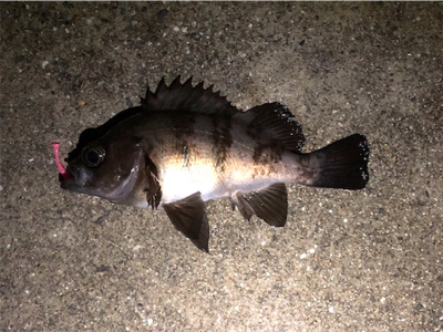 雑賀崎アジングからの煙樹ヶ浜ショアジギング