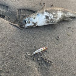 朝のライトショアジギング