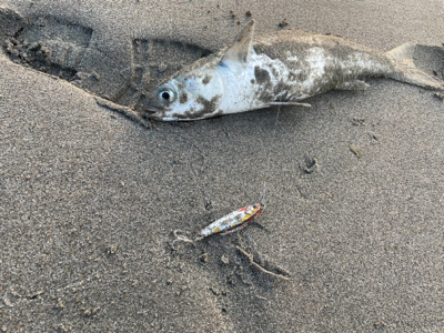 朝のライトショアジギング