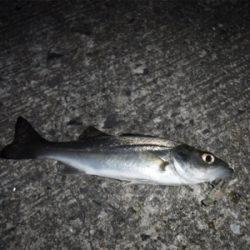 メバルプラッギング不発