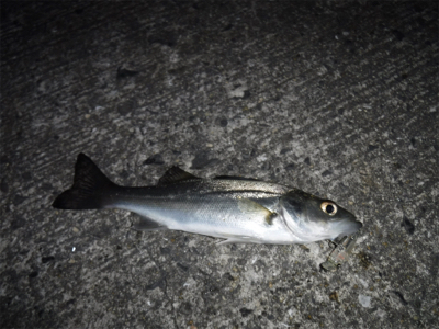 メバルプラッギング不発