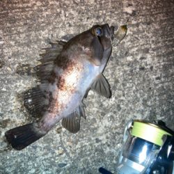 メバルプラッギング難い