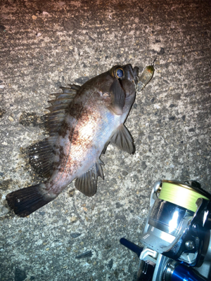 メバルプラッギング難い