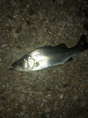 久しぶりのアジング！！