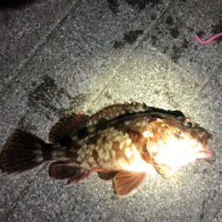 立派なガッシー