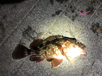 立派なガッシー