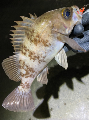 プラグで爆釣！