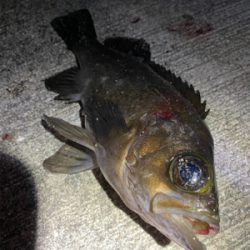 メバリングっ！！