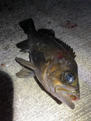 メバリングっ！！