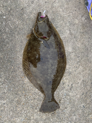 やはりいらっしゃった