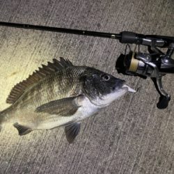 久しぶりのメバリング