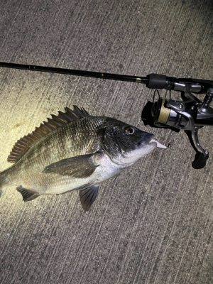 久しぶりのメバリング