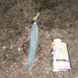 初ヤリイカのウキ釣り!