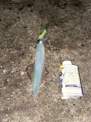 初ヤリイカのウキ釣り!