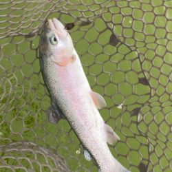 エリアトラウト