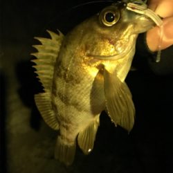 なかなか釣れない