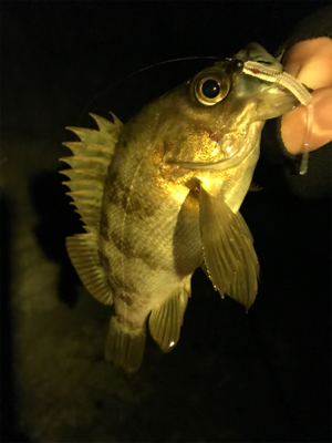 なかなか釣れない