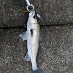 この堤防でシーバス